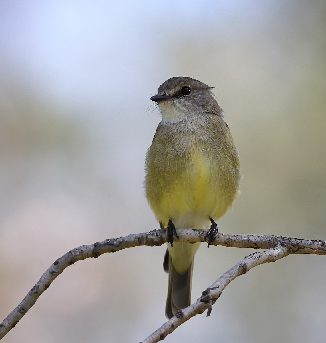 Lemon-bellied Flyrobin - Tony Ashton