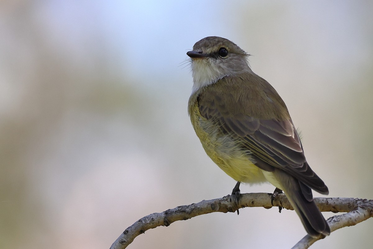 Lemon-bellied Flyrobin - ML323436151