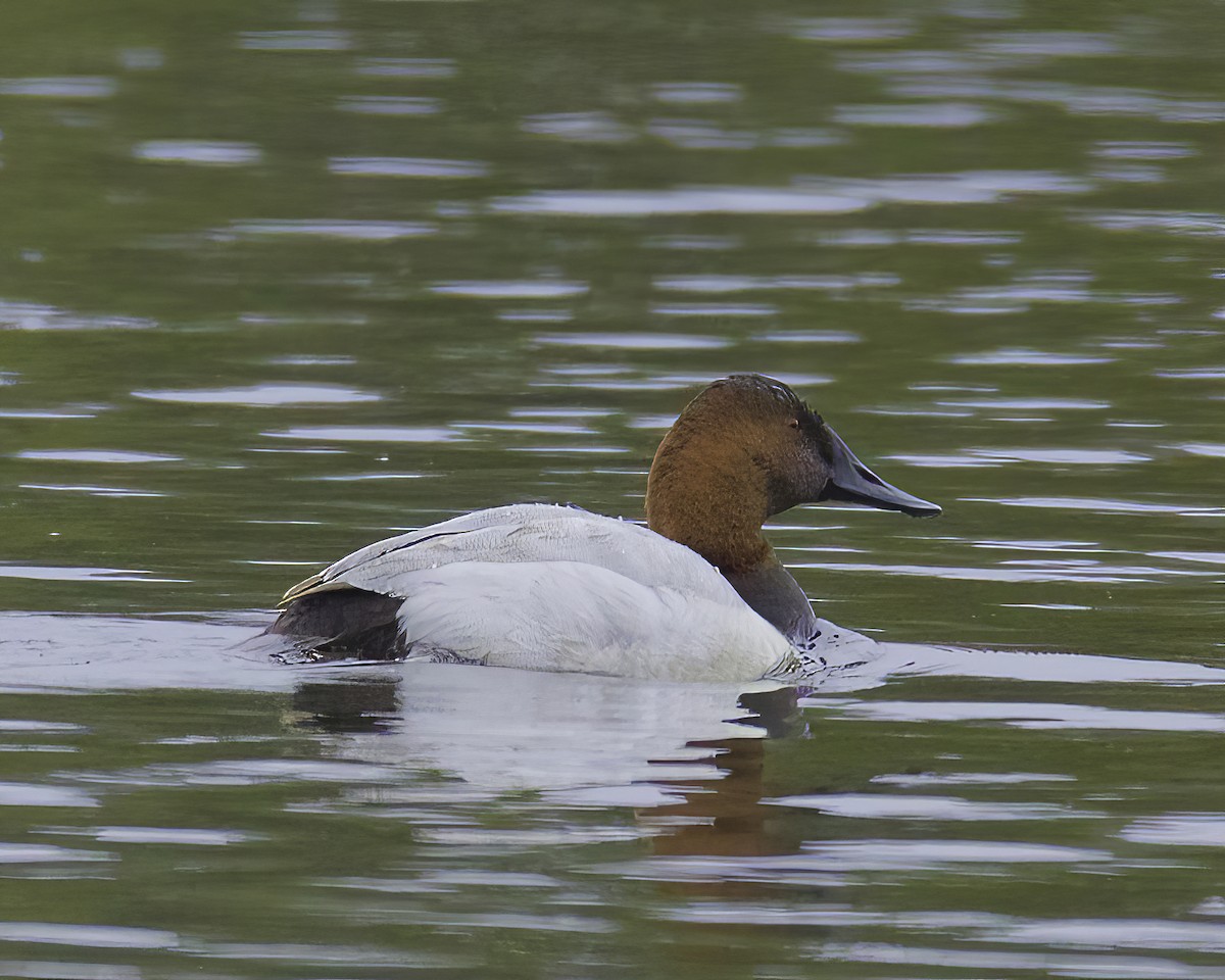 Canvasback - Charlotte Allen