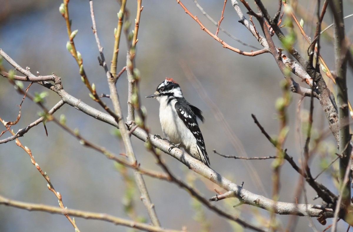 Downy Woodpecker - ML323436711