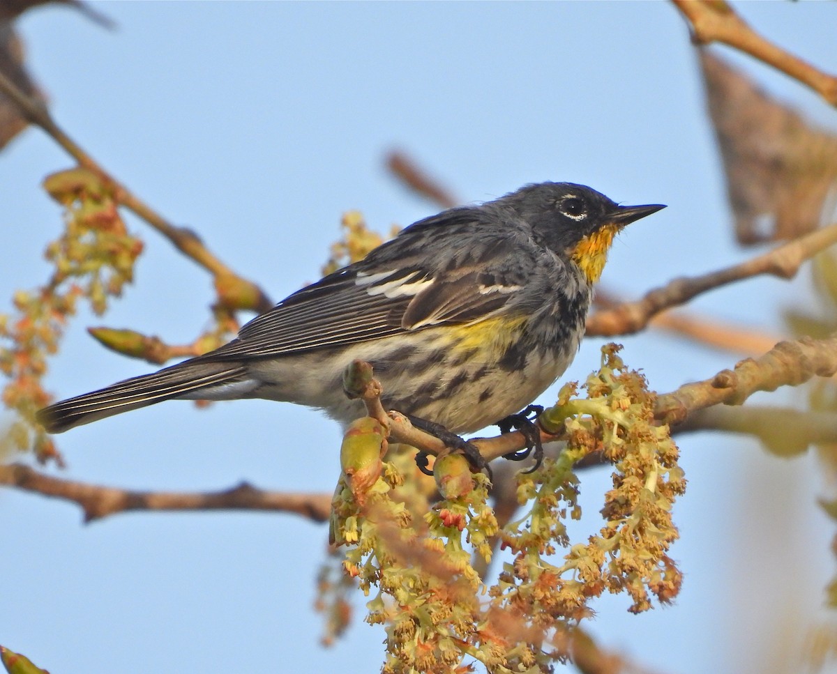 Yellow-rumped Warbler (Audubon's) - Pair of Wing-Nuts