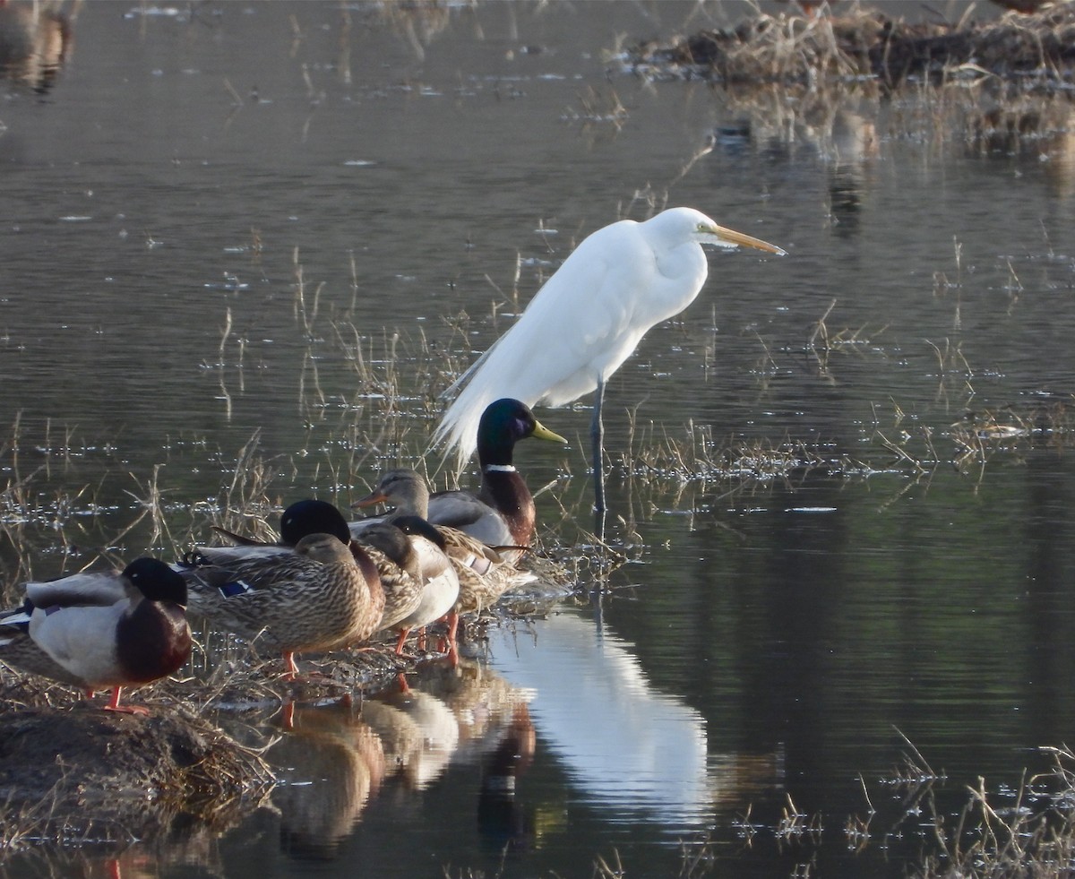 Great Egret - Pair of Wing-Nuts