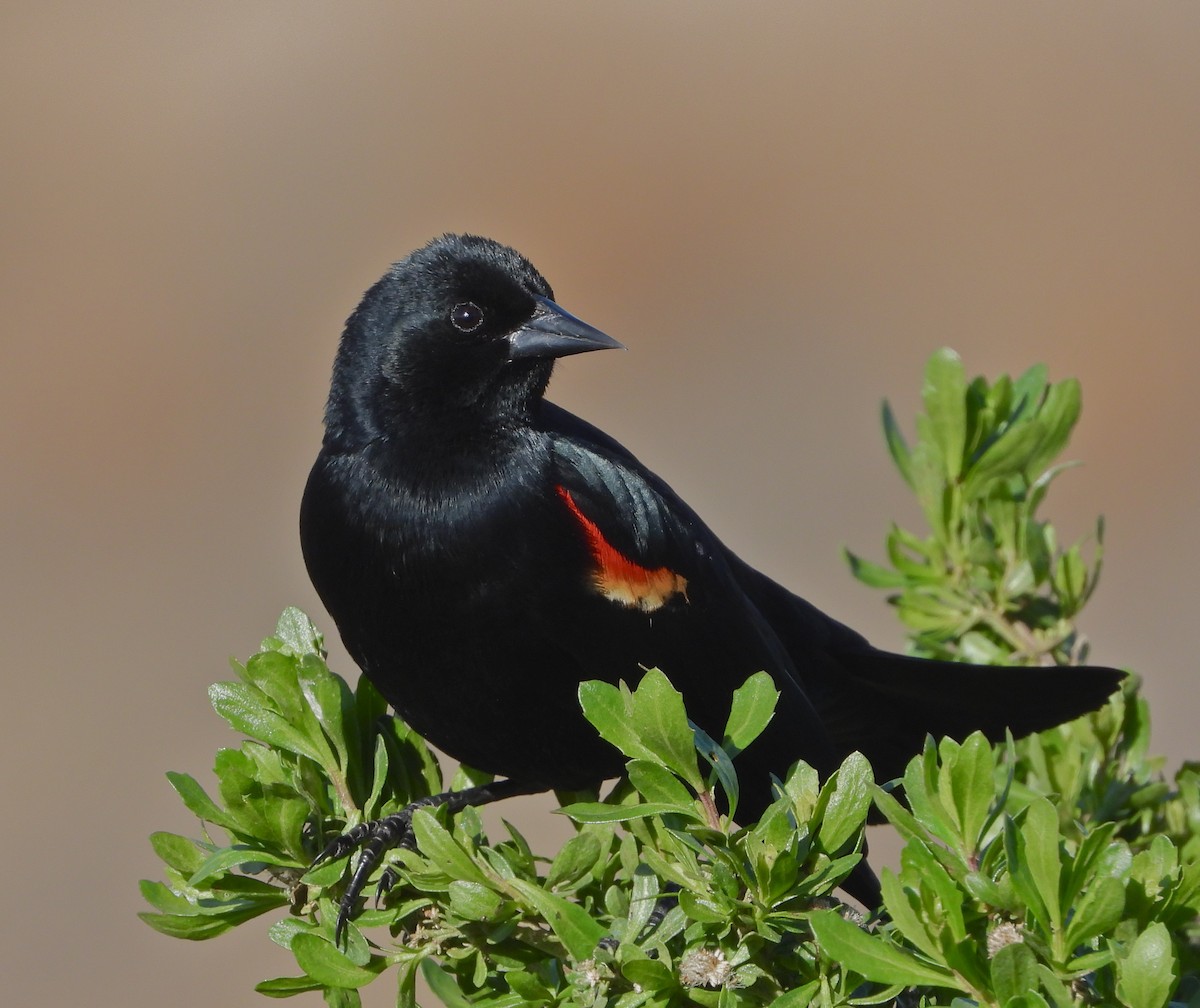 Red-winged Blackbird - Pair of Wing-Nuts