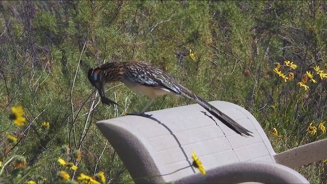 Greater Roadrunner - ML323438331