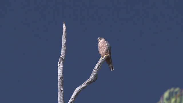 Australian Hobby - ML323438731