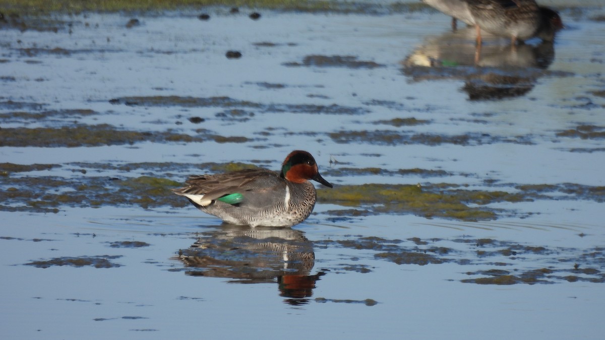 Green-winged Teal - ML323438741