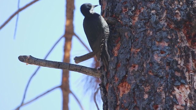 Black-backed Woodpecker - ML323439071