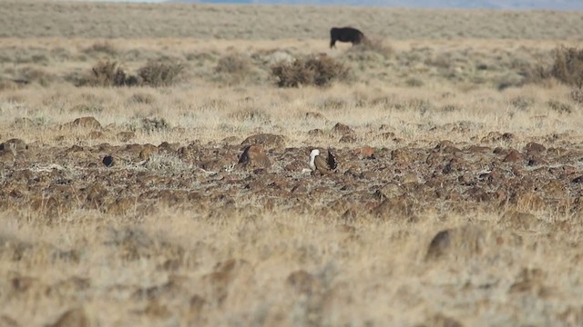 Greater Sage-Grouse - ML323440351