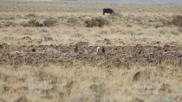 Greater Sage-Grouse - ML323440351