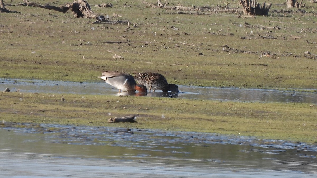 Green-winged Teal - ML323441971