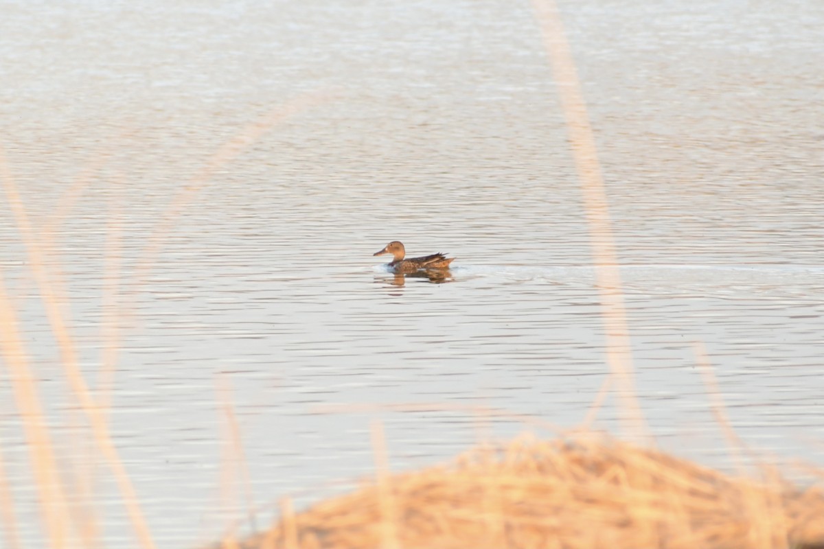 Blue-winged Teal - ML323442351