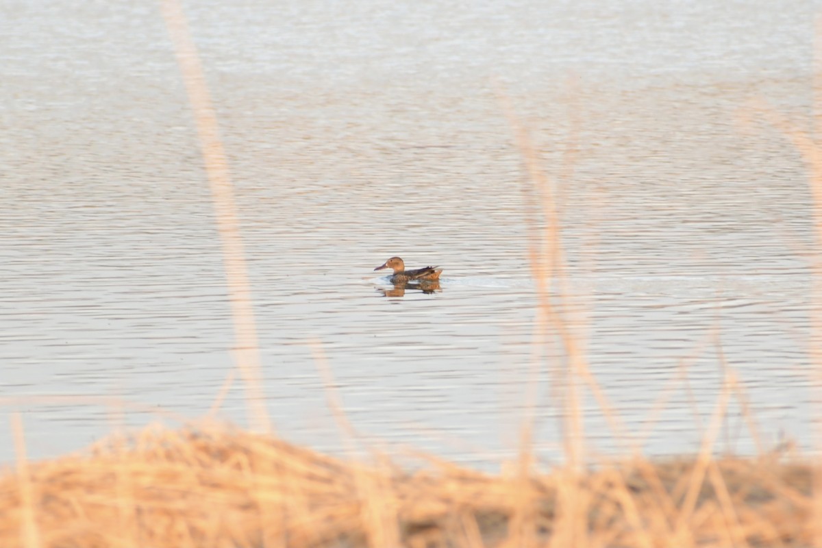 Blue-winged Teal - ML323442361