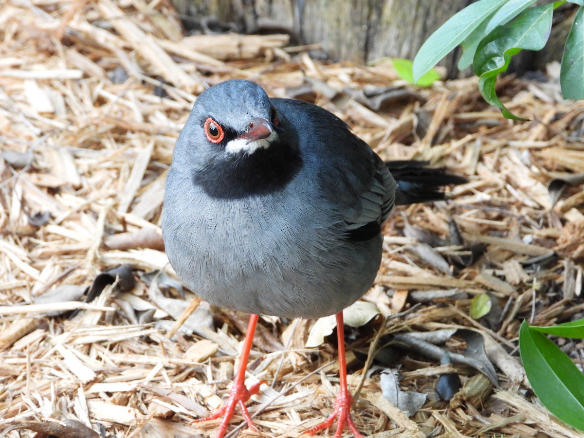 Red-legged Thrush - ML323442921