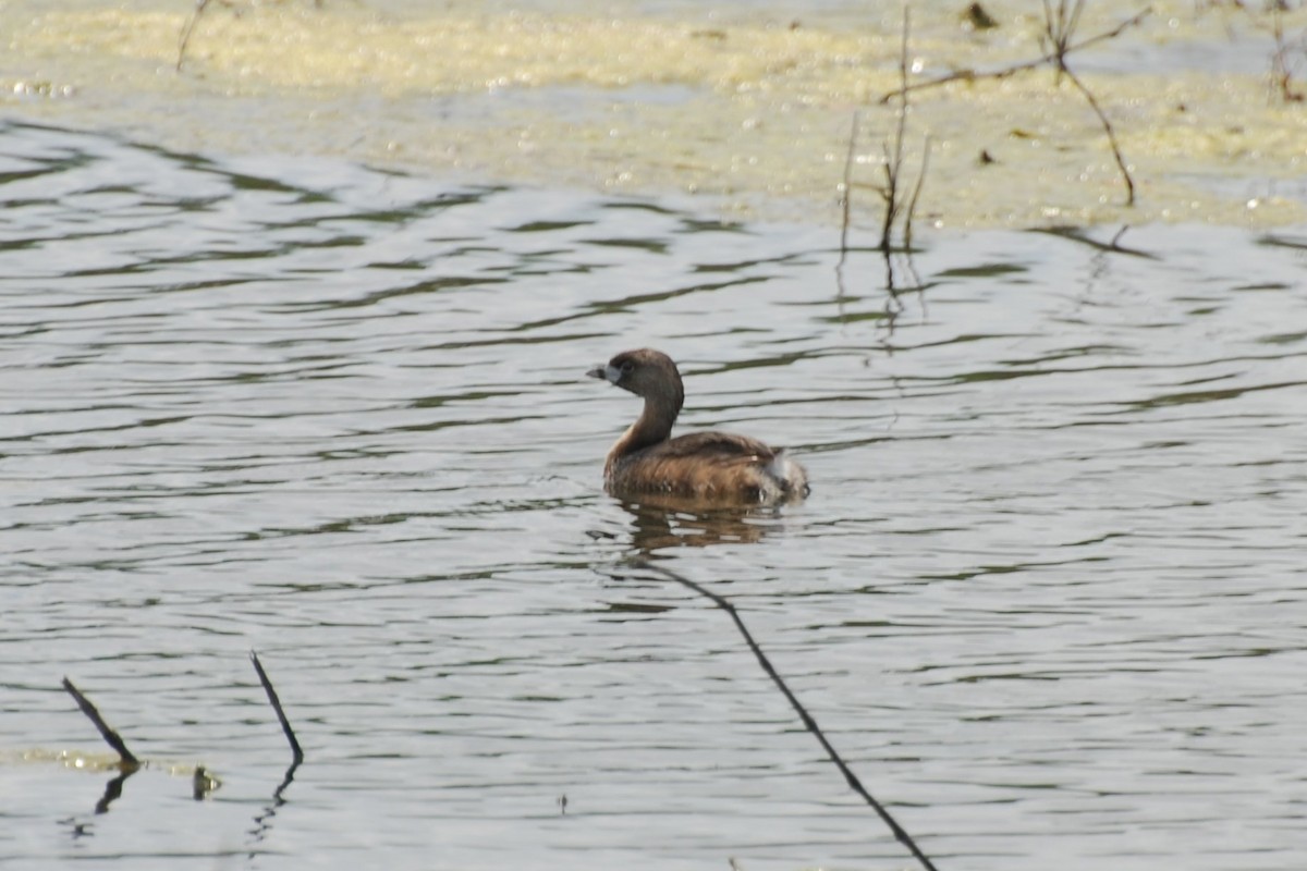 Pied-billed Grebe - Tom Bisko