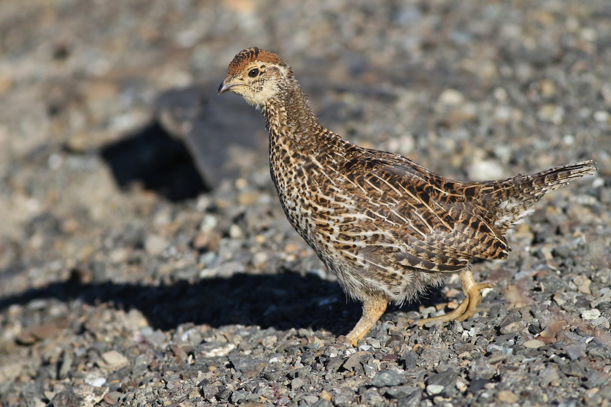 Sooty Grouse - ML32344531