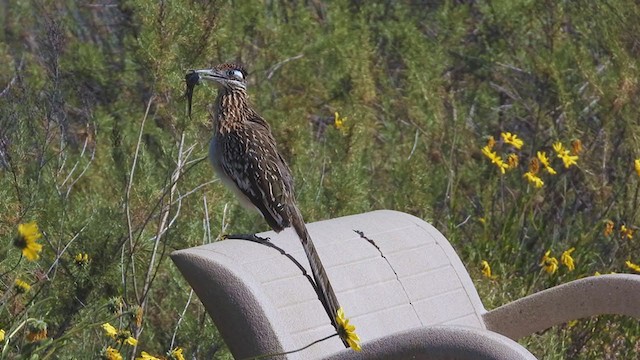 Greater Roadrunner - ML323446191