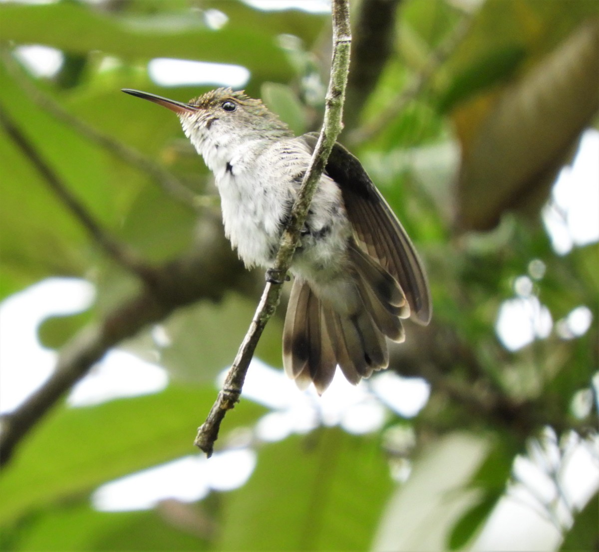 White-bellied Emerald - ML323448021