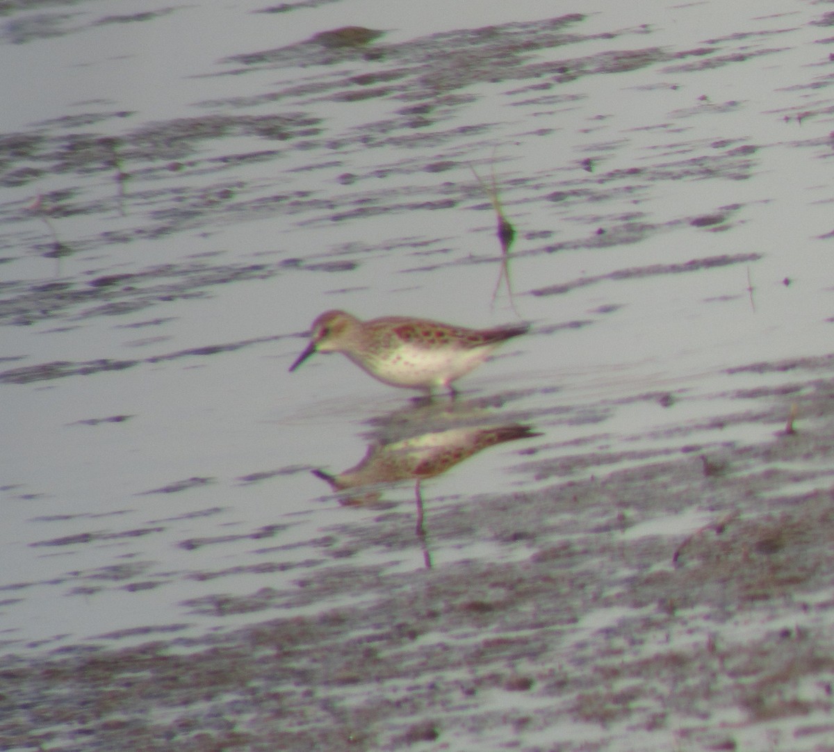 Western Sandpiper - ML323448251