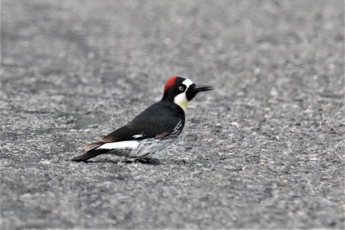 Acorn Woodpecker - ML323449631