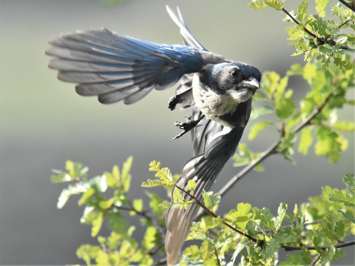 California Scrub-Jay - ML323449681