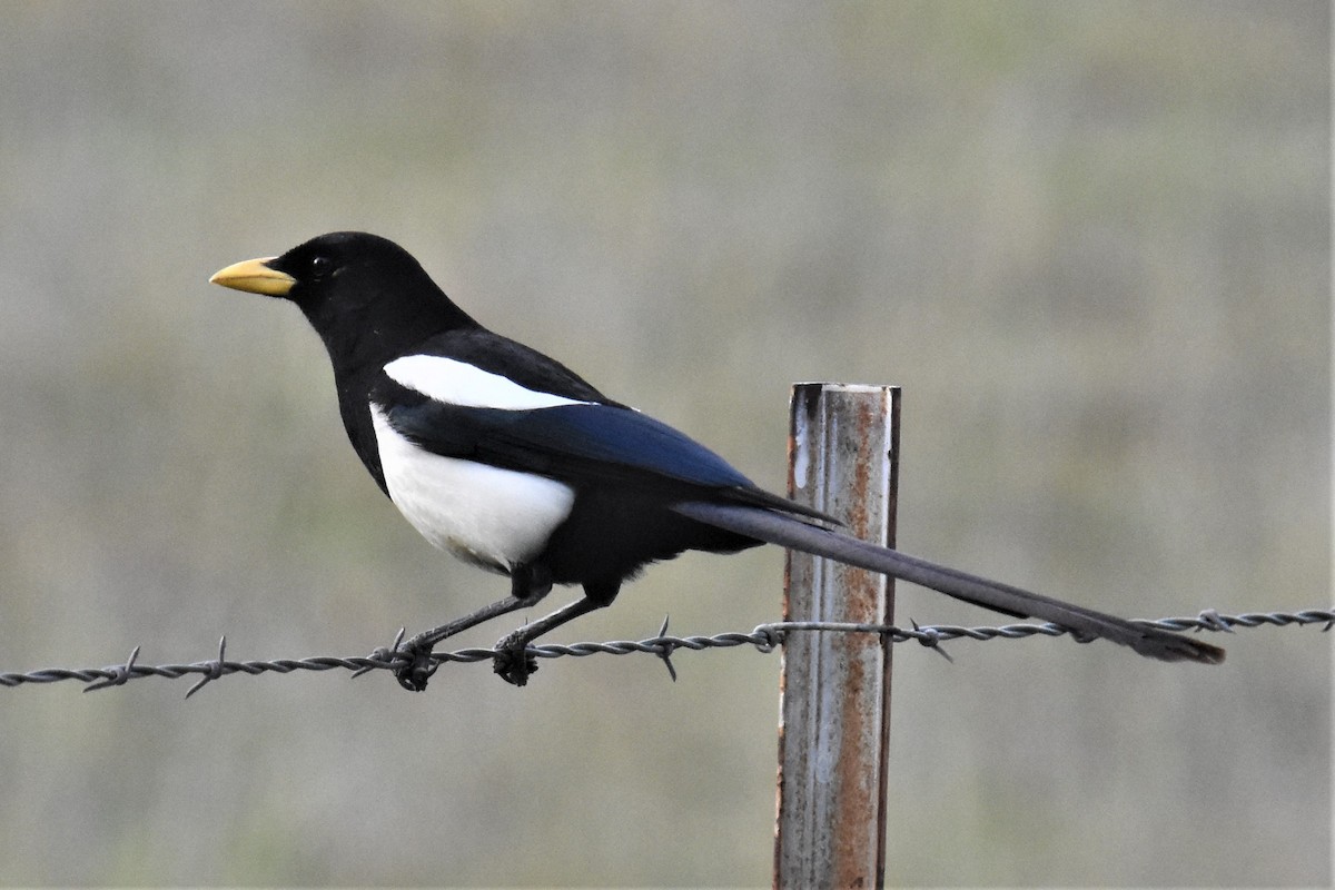 Yellow-billed Magpie - ML323449781