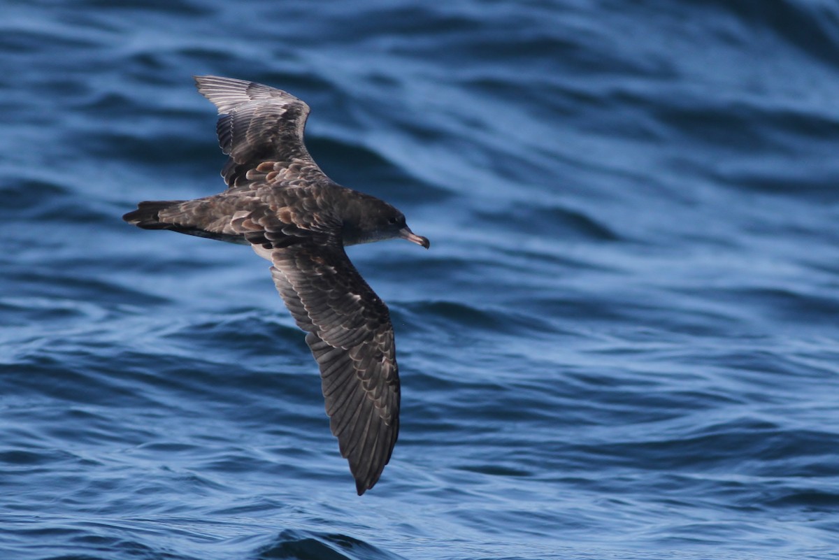 Pink-footed Shearwater - Alex Lamoreaux