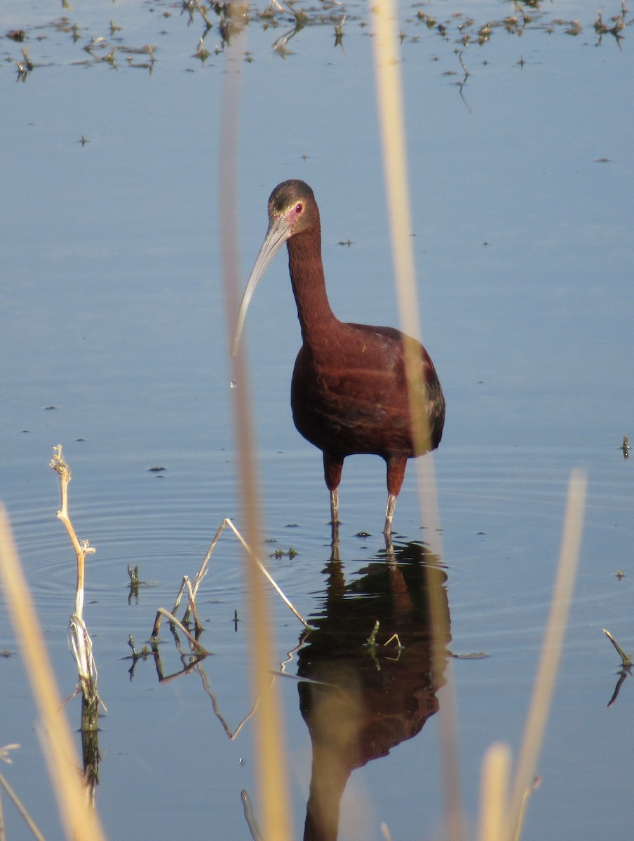 Ibis à face blanche - ML323450041