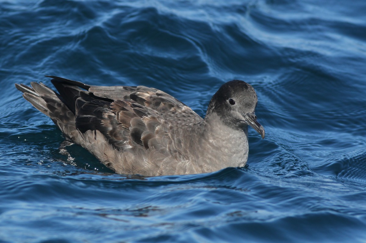 Sooty Shearwater - Alex Lamoreaux