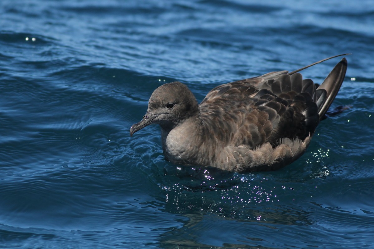 Sooty Shearwater - ML32345061