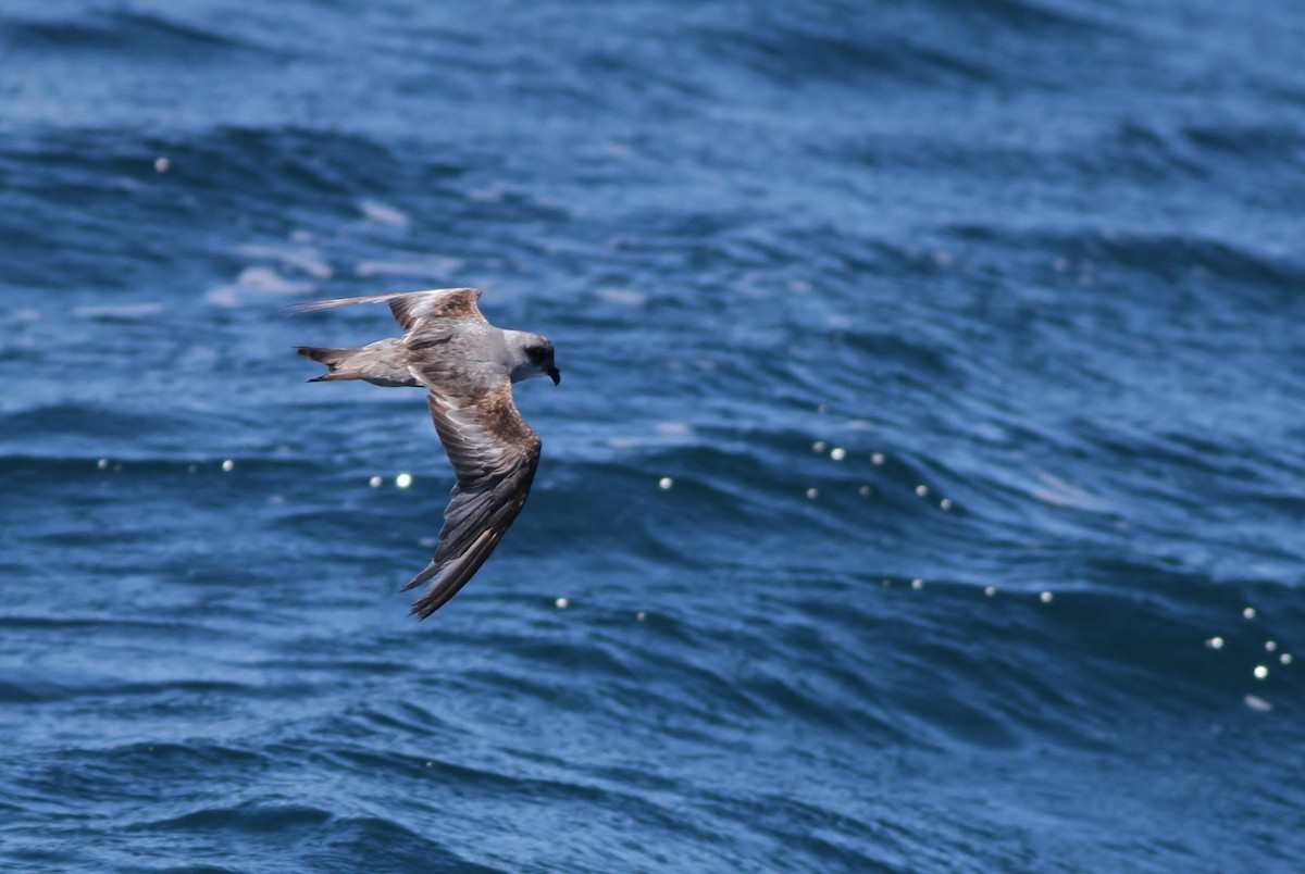 Fork-tailed Storm-Petrel - Alex Lamoreaux