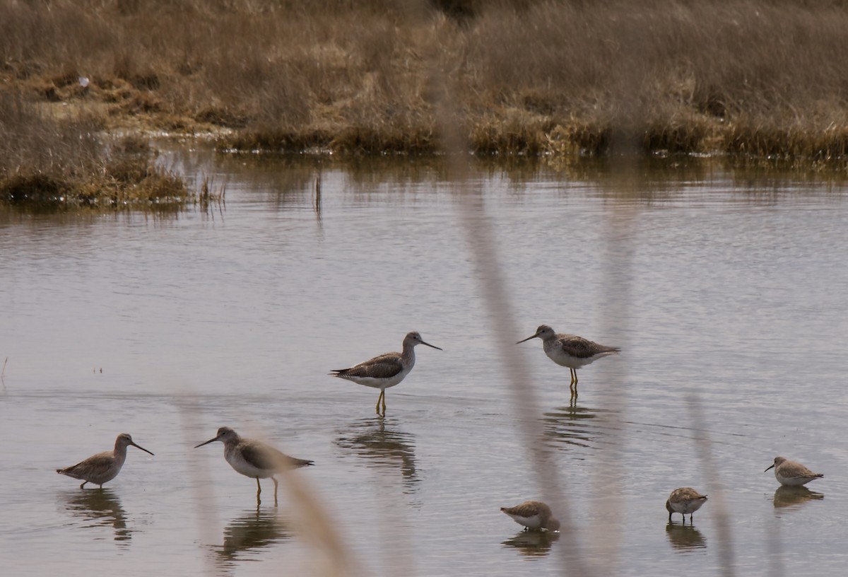 Greater Yellowlegs - ML323451041
