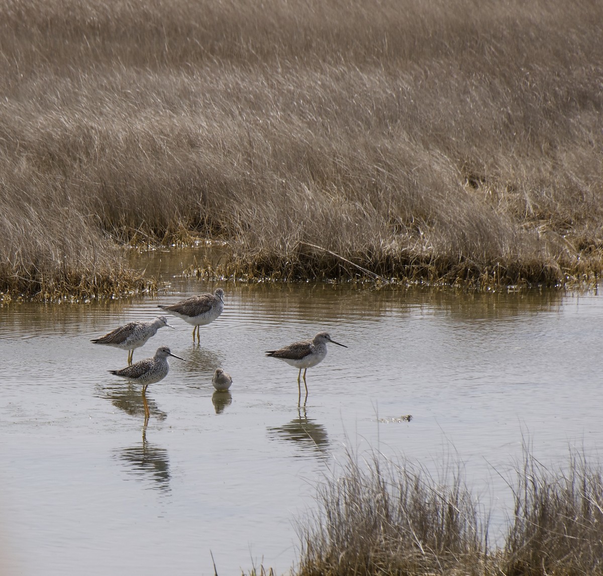Greater Yellowlegs - ML323451051