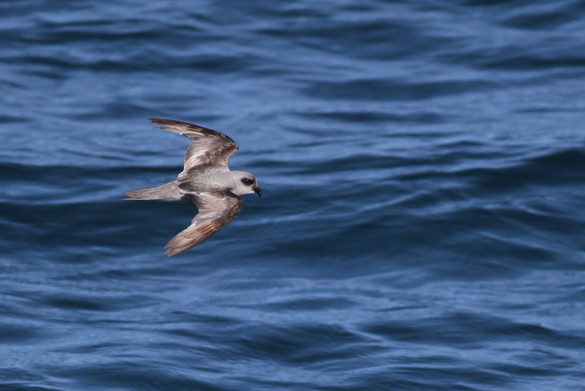 Fork-tailed Storm-Petrel - Alex Lamoreaux