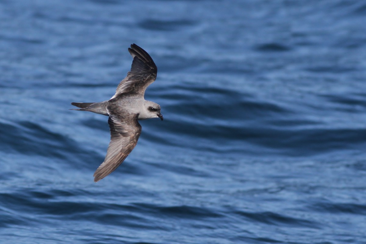 Fork-tailed Storm-Petrel - ML32345161