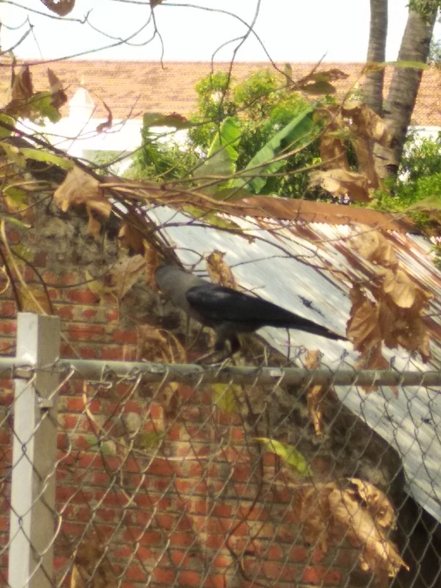 Домовая ворона - ML323451781