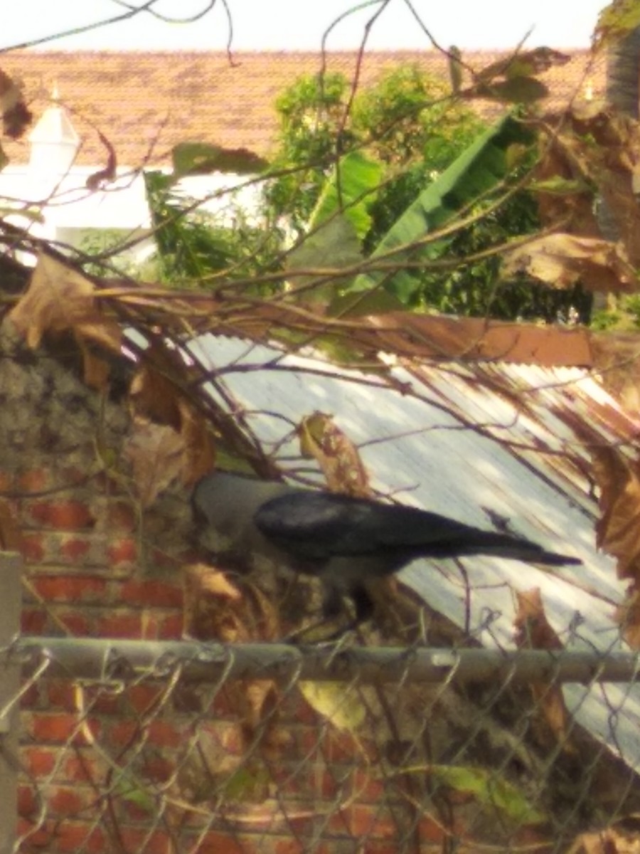 Домовая ворона - ML323451801