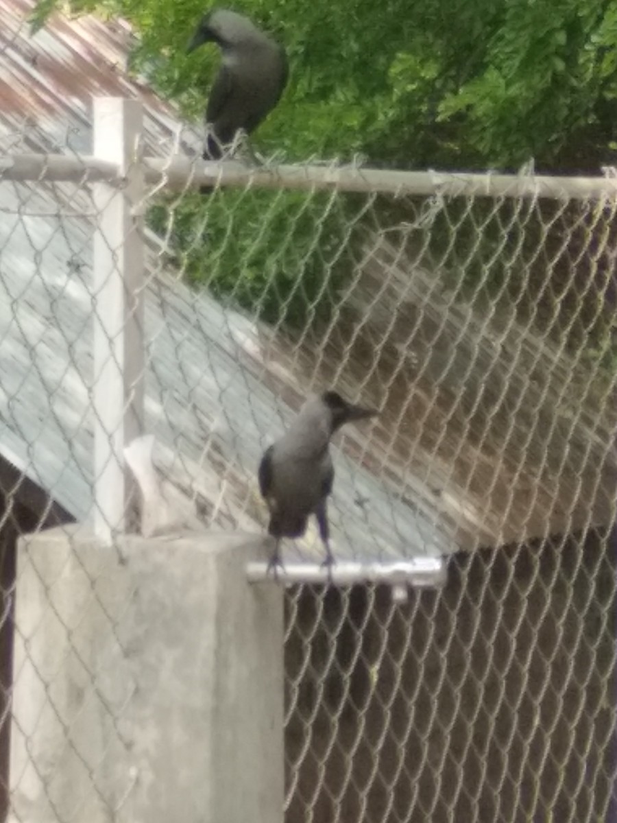 Домовая ворона - ML323451821