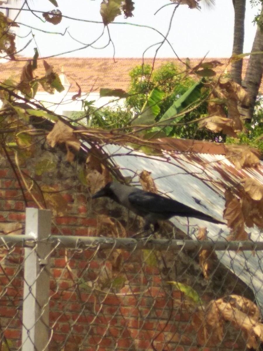 Домовая ворона - ML323451831