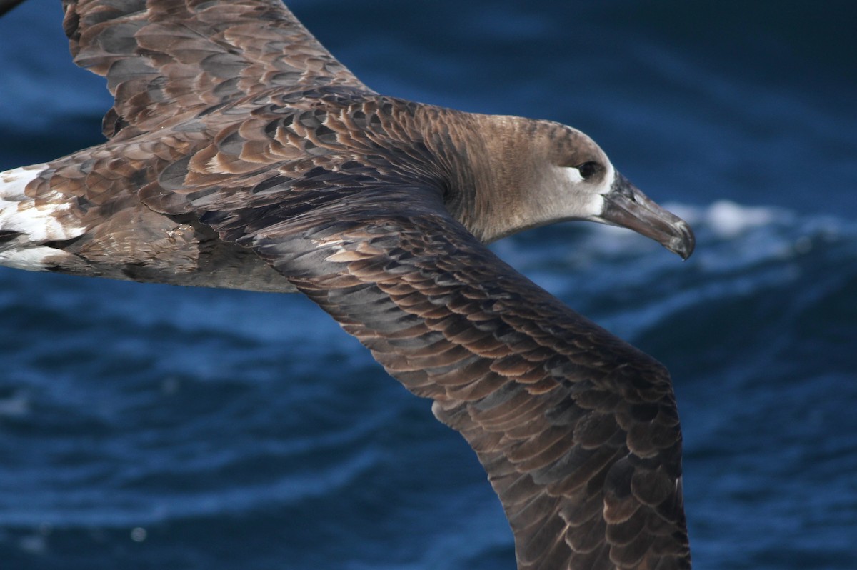 Black-footed Albatross - ML32345311