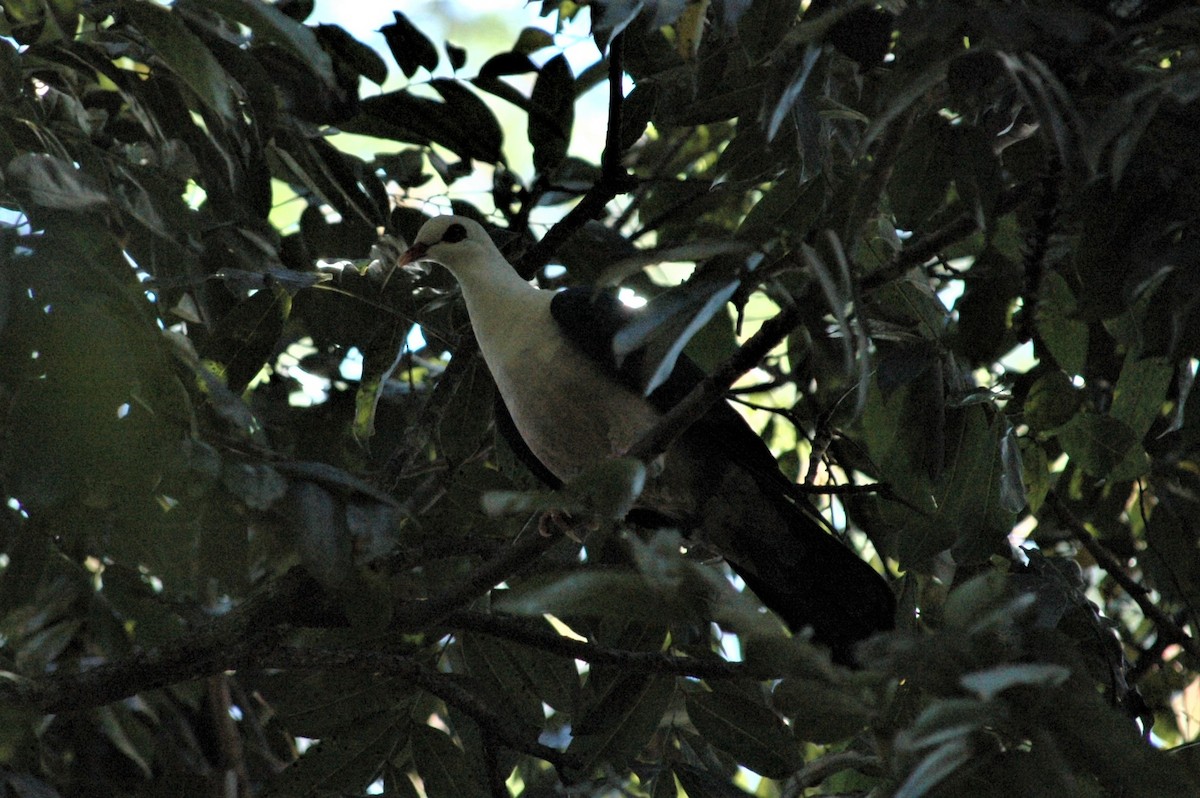 Pigeon leucomèle - ML323453391