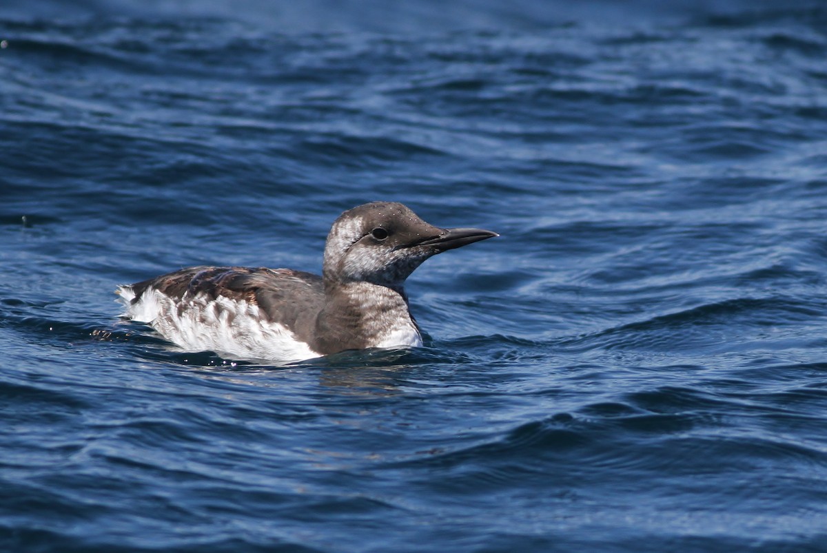 Common Murre - ML32345481