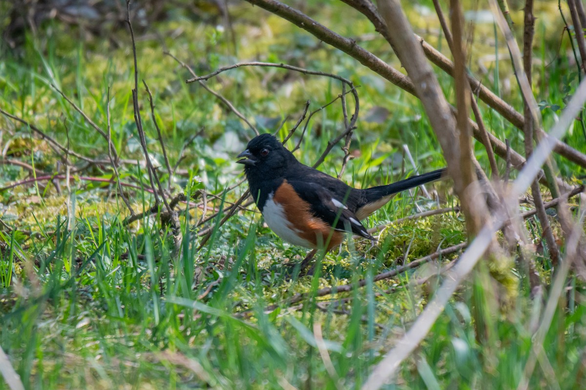 Eastern Towhee - ML323454911