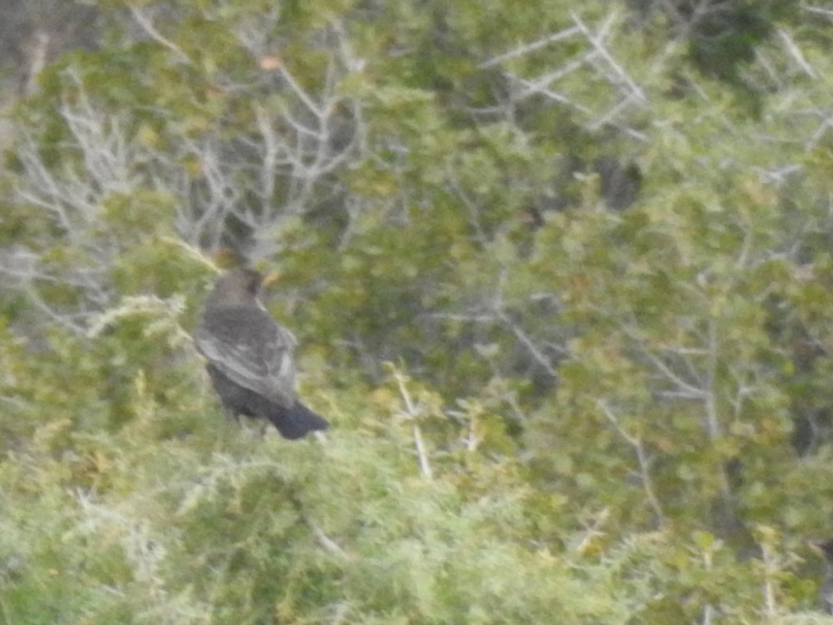 Ring Ouzel - ML323455071