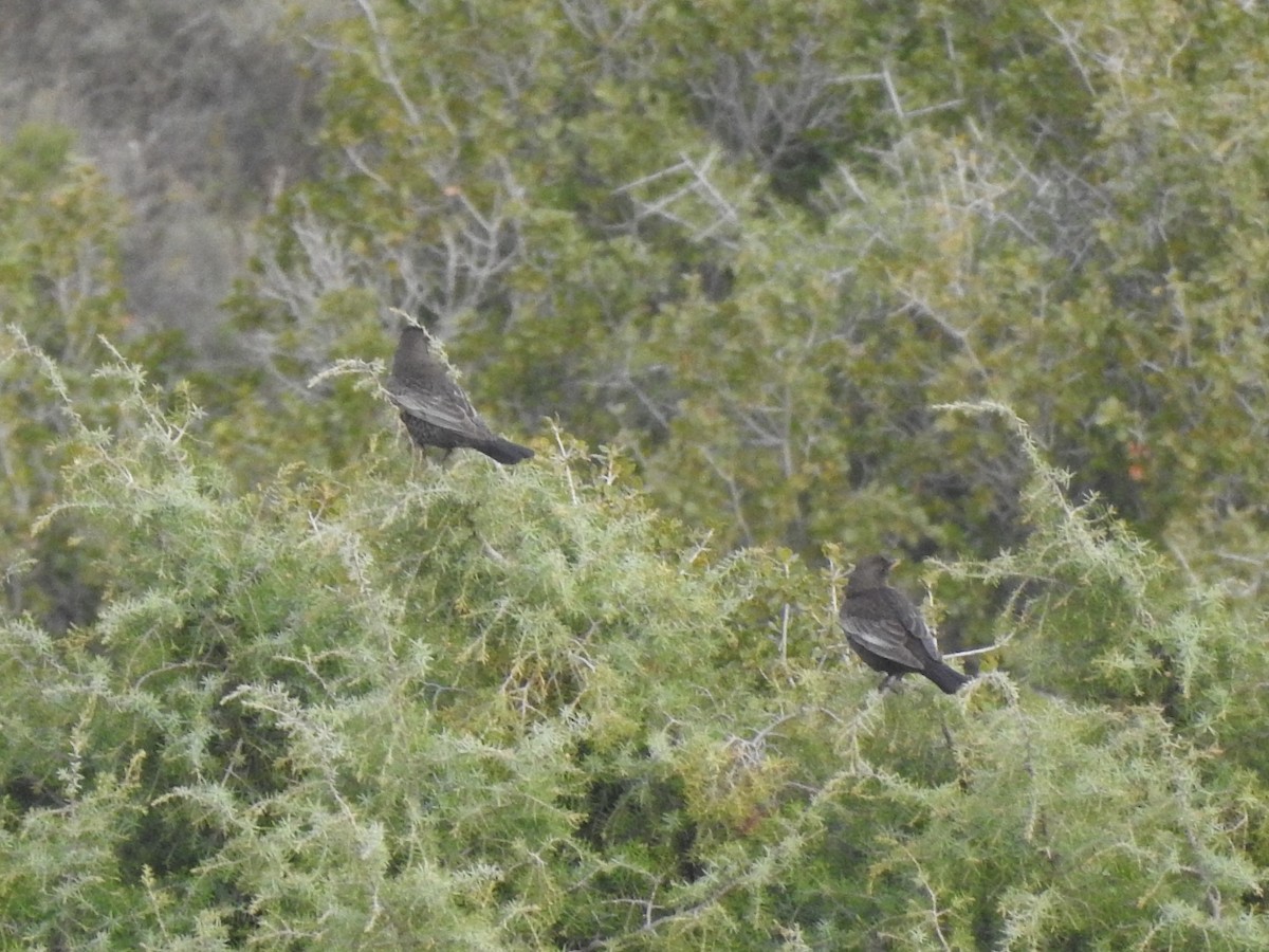 Ring Ouzel - ML323455171