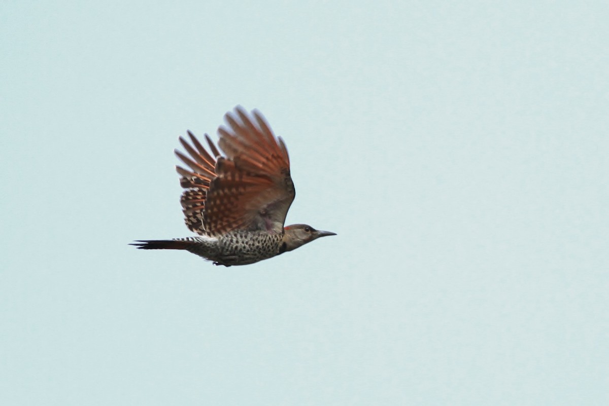 Northern Flicker (Yellow-shafted x Red-shafted) - Alex Lamoreaux