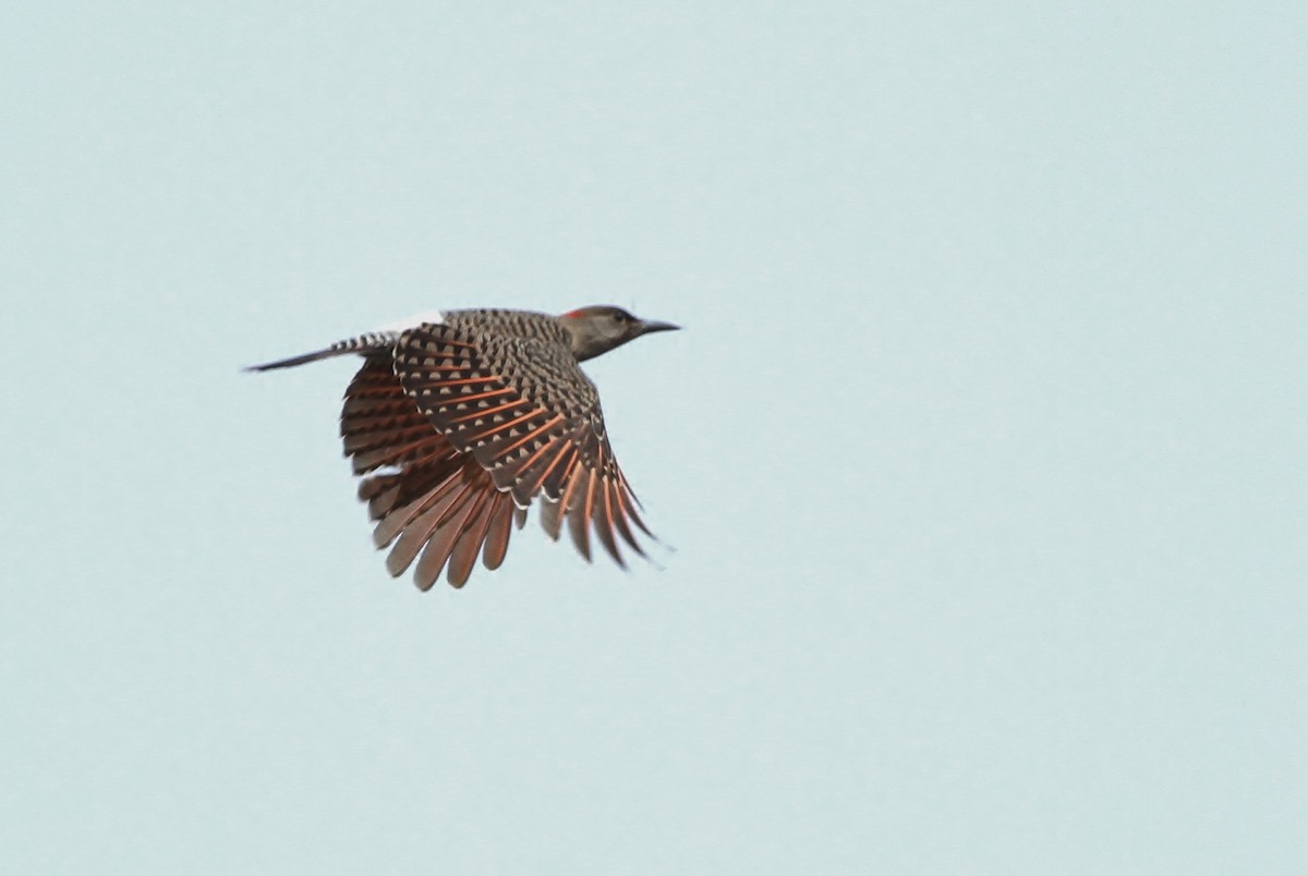 Northern Flicker (Yellow-shafted x Red-shafted) - Alex Lamoreaux
