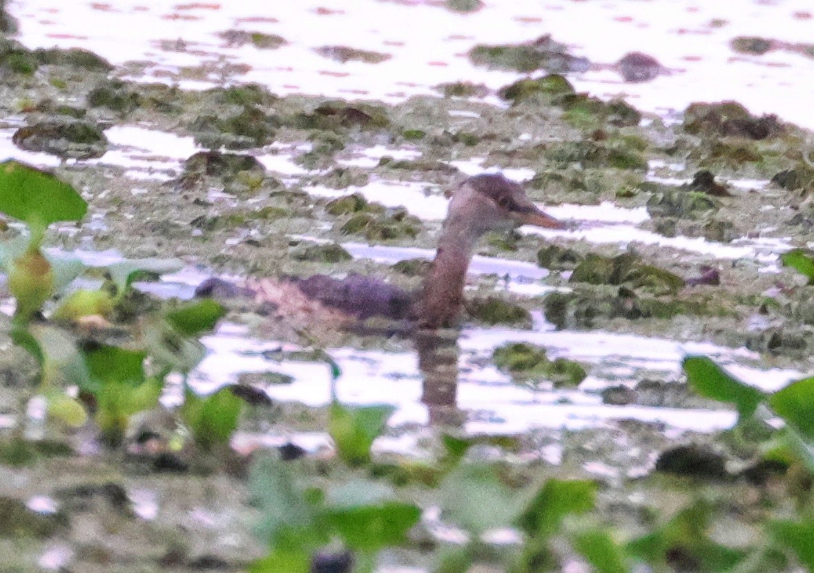 Little Grebe - ML323459481