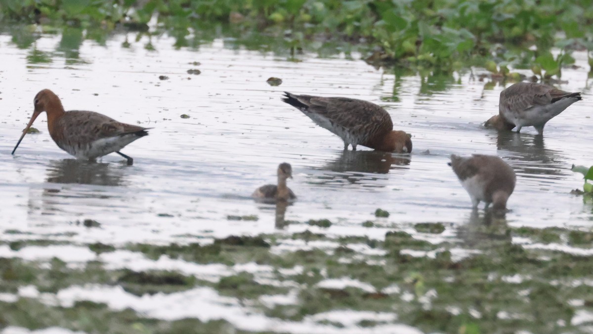 Little Grebe - ML323459511