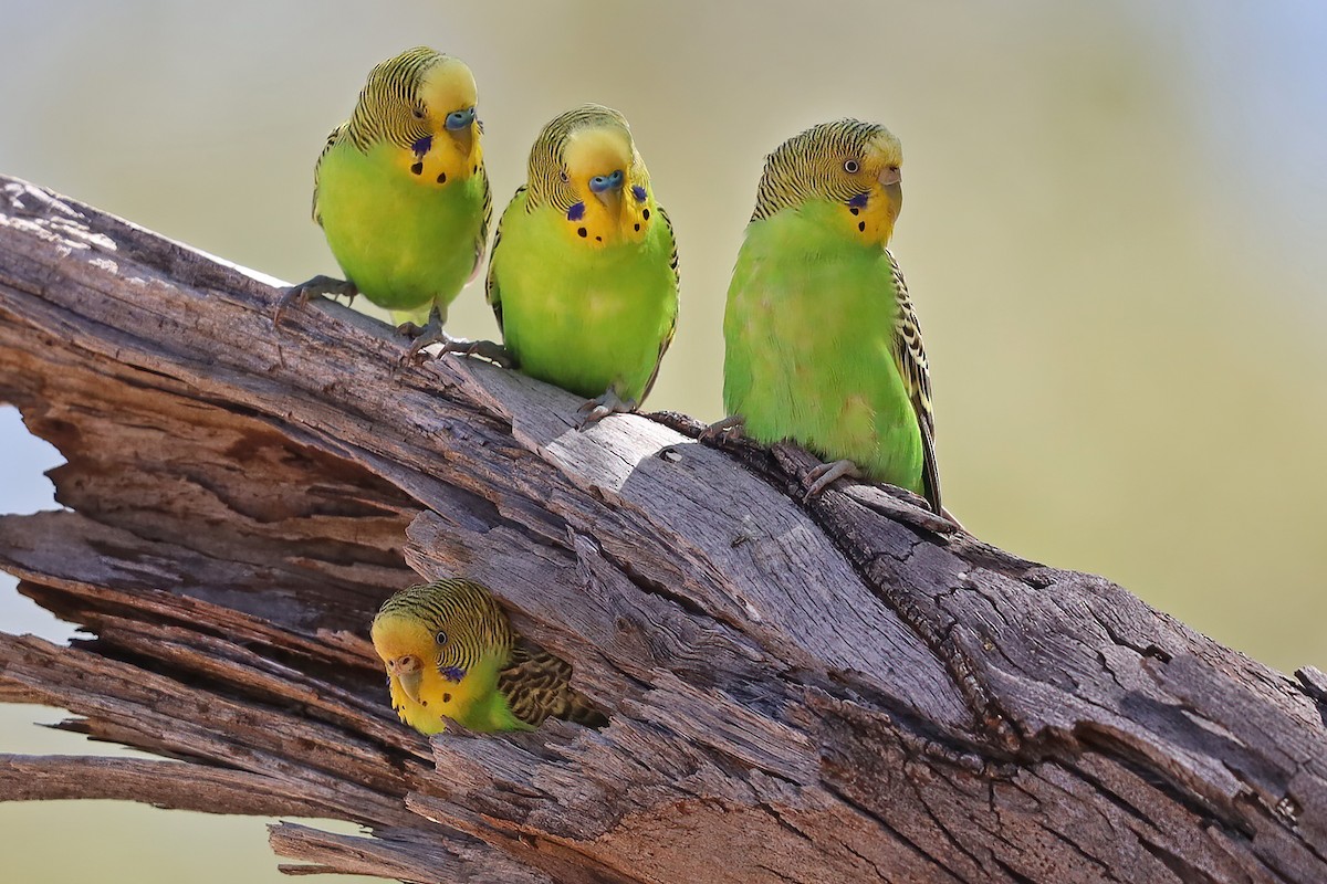 Budgerigar - ML323459801