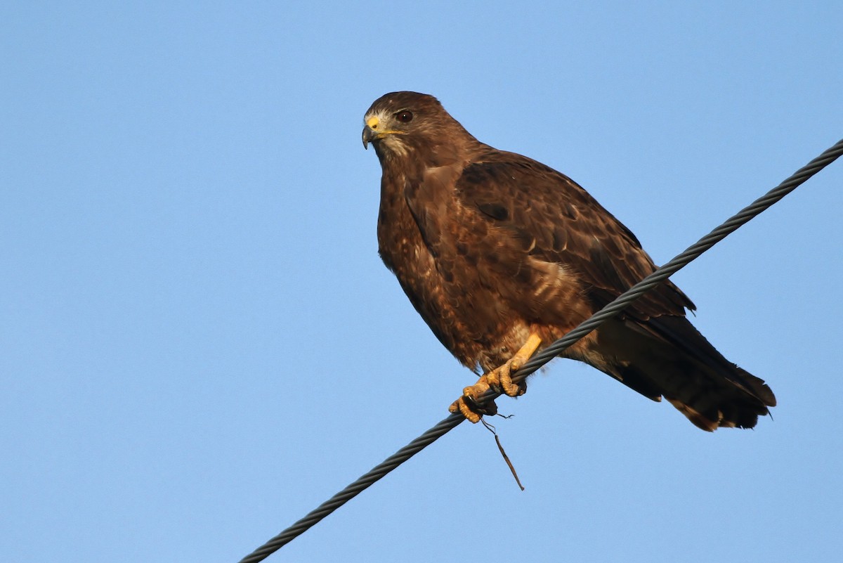 Swainson's Hawk - ML32346041